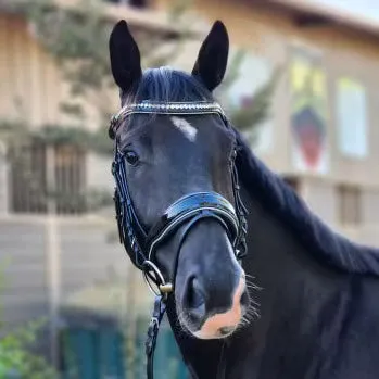 Adriana - Black Patent Blue Sparkle Snaffle Bridle