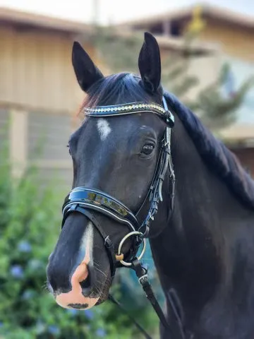 Adriana - Black Patent Blue Sparkle Snaffle Bridle