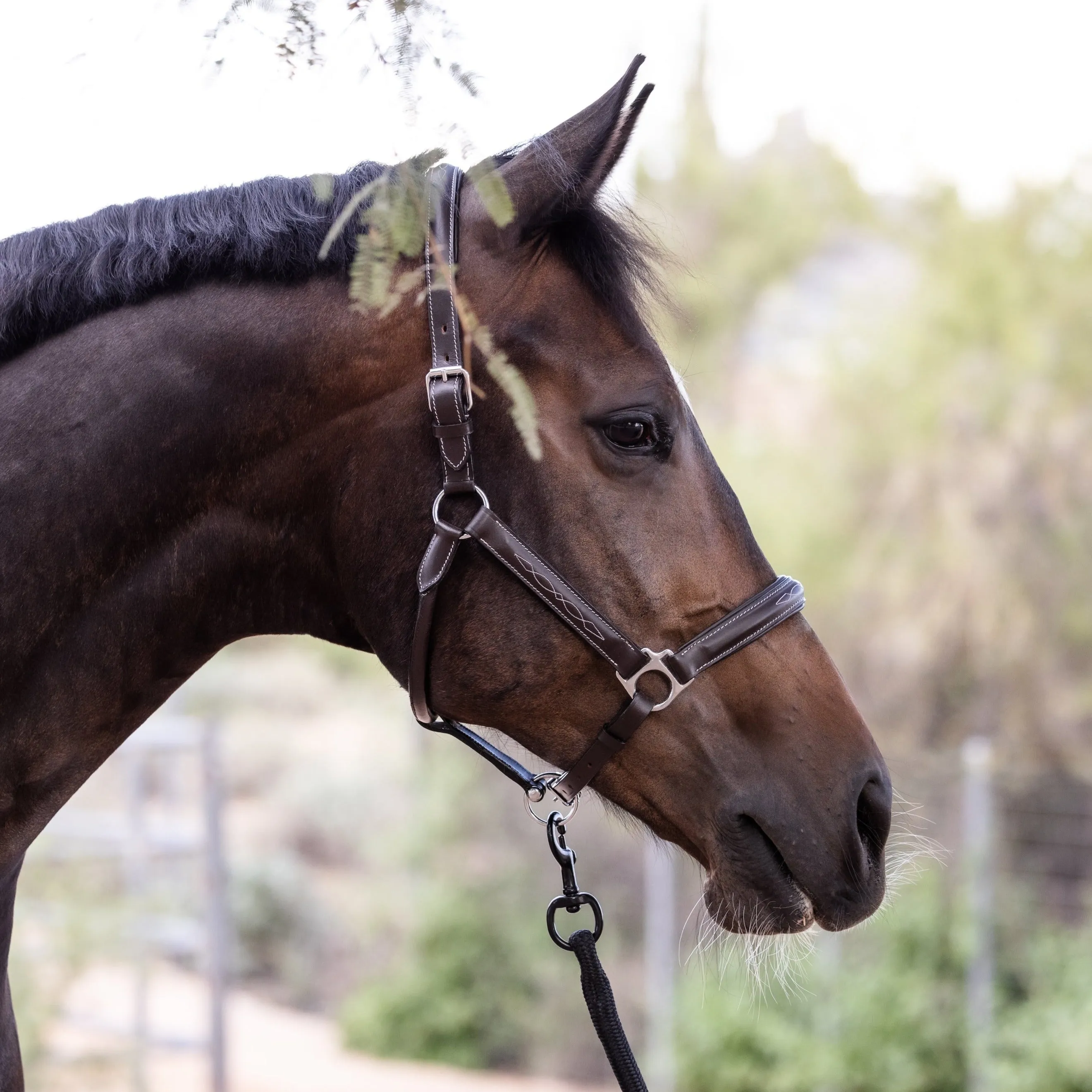 Brown Leather Halter With Top Stitching