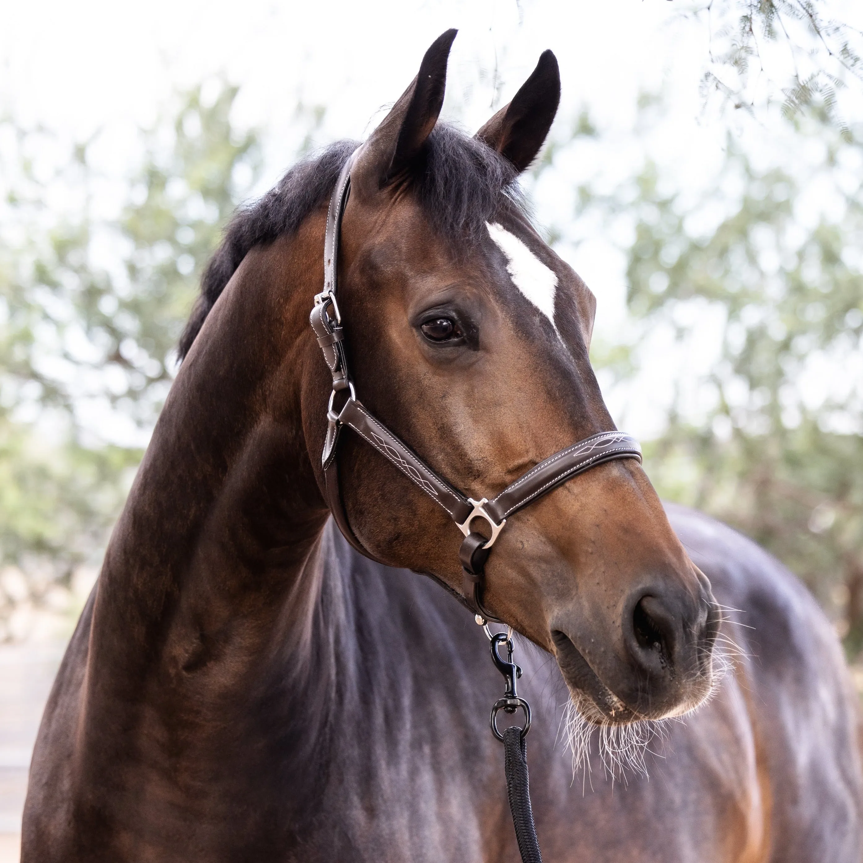 Brown Leather Halter With Top Stitching